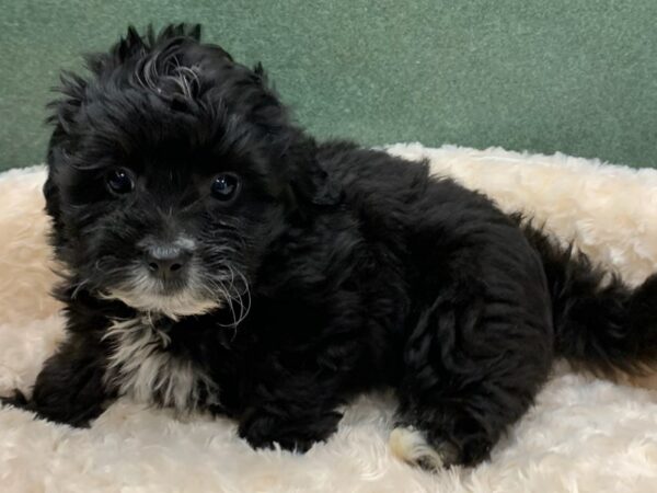 Lhasapoo DOG Male Black & White 8152 Petland San Antonio, TX