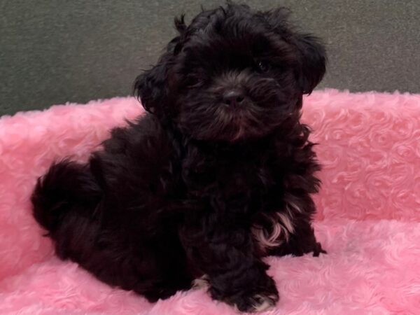 Shihpoo DOG Female Black & White 8153 Petland San Antonio, TX