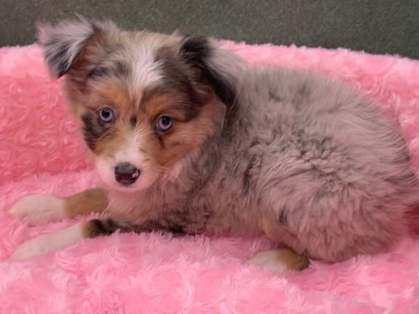 Miniature Australian Shepherd DOG Female Blue Merle 8154 Petland San Antonio, TX