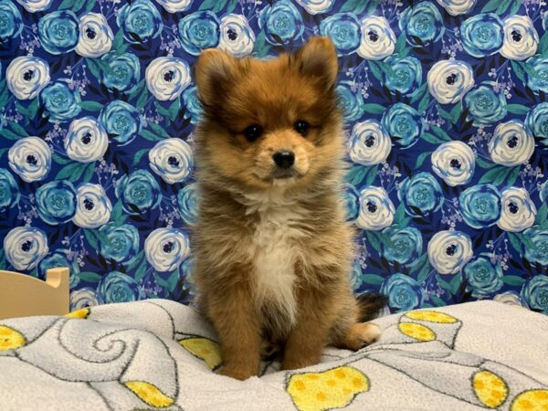 Pomeranian DOG Female rd sbl, wh mkgs 5034 Petland San Antonio, TX