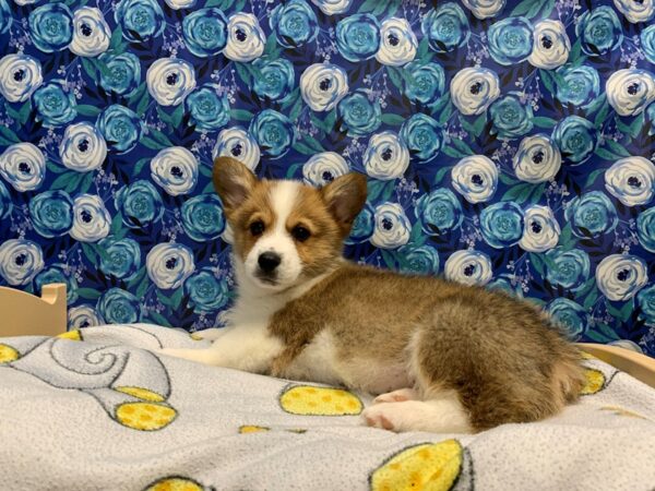 Pembroke Welsh Corgi DOG Male rd, wh mkgs 5033 Petland San Antonio, TX