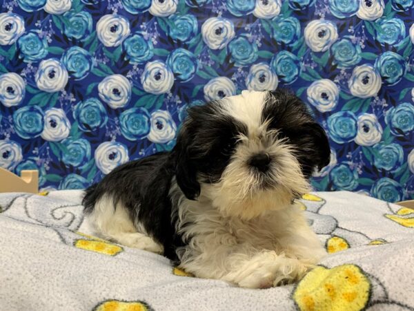 Shih Tzu-DOG-Male-wh & rd sbl, parti-5035-Petland San Antonio, TX