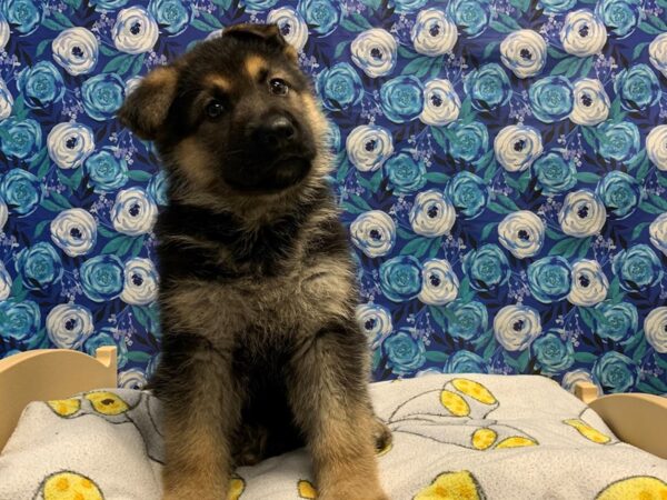 German Shepherd DOG Male blk & tn 5036 Petland San Antonio, TX