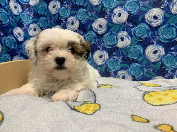 Zuchon DOG Female wh & gld parti 5037 Petland San Antonio, TX