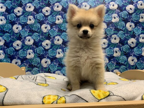 Pomeranian DOG Female cr 5038 Petland San Antonio, TX