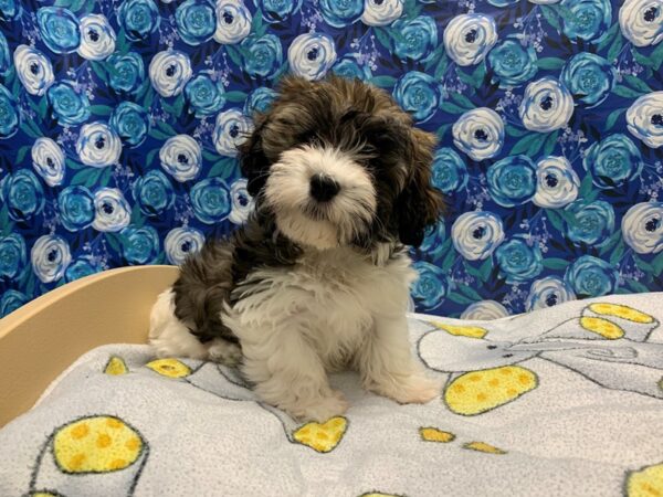 Havanese-DOG-Female-brdl & wh-5040-Petland San Antonio, TX
