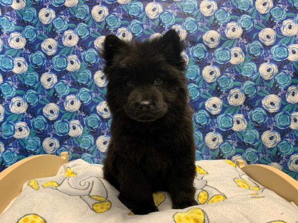 Chow Chow DOG Male blk 5041 Petland San Antonio, TX