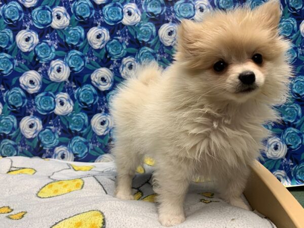 Pomeranian DOG Female cr 5042 Petland San Antonio, TX