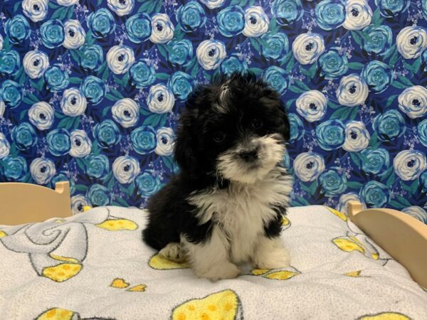 Lhasa Apso/Poodle DOG Male blk & wh parti 5043 Petland San Antonio, TX