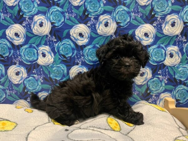 Shihpoo DOG Male blk 5044 Petland San Antonio, TX