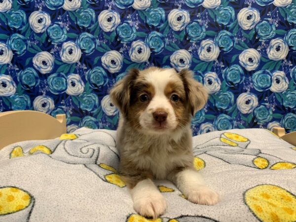Miniature Australian Shepherd-DOG-Female-red merle cpr & wh-5045-Petland San Antonio, TX