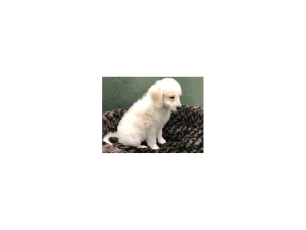 Miniature Goldendoodle DOG Male Golden 8149 Petland San Antonio, TX