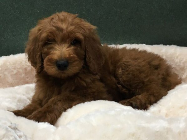 Goldendoodle DOG Male Red 8156 Petland San Antonio, TX