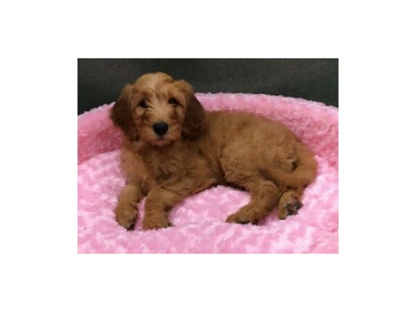 Goldendoodle DOG Female Red 8157 Petland San Antonio, TX