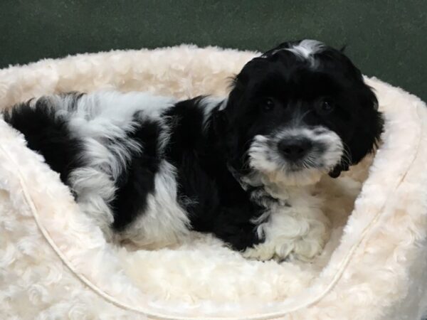 Cockapoo DOG Male Black & White Parti 8158 Petland San Antonio, TX