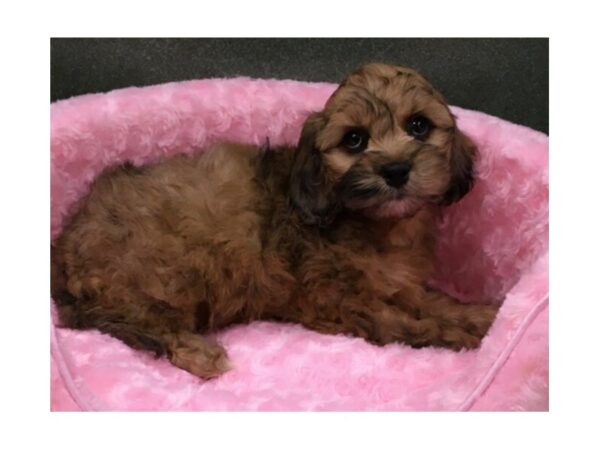 Cockapoo DOG Female Red Roan 8159 Petland San Antonio, TX