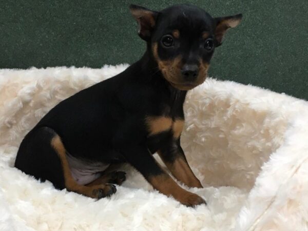 Miniature Pinscher DOG Male Black & Tan 8160 Petland San Antonio, TX