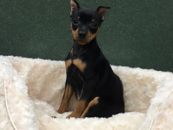 Miniature Pinscher DOG Male Black & Tan 8161 Petland San Antonio, TX