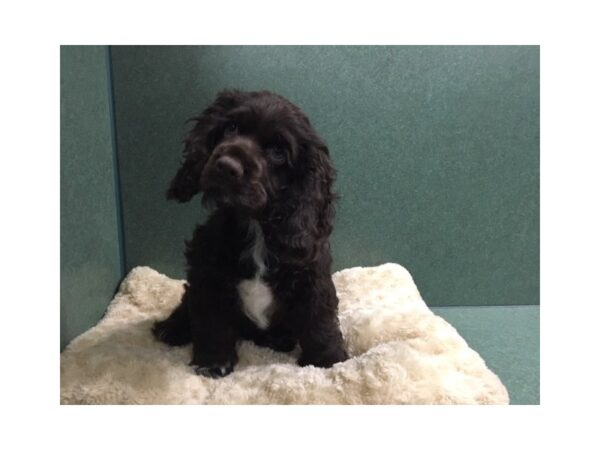 Cocker Spaniel DOG Male chlt,wh mkgs 5027 Petland San Antonio, TX