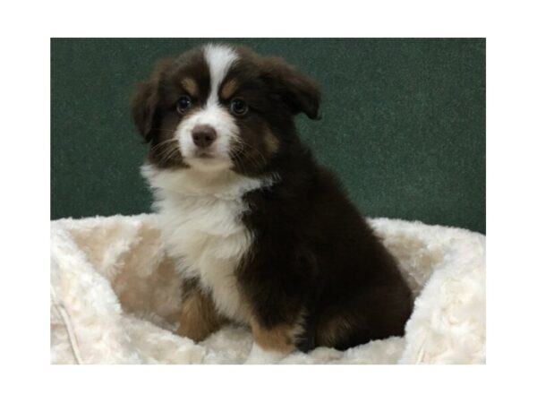 Miniature Australian Shepherd DOG Male Red Tri 8162 Petland San Antonio, TX