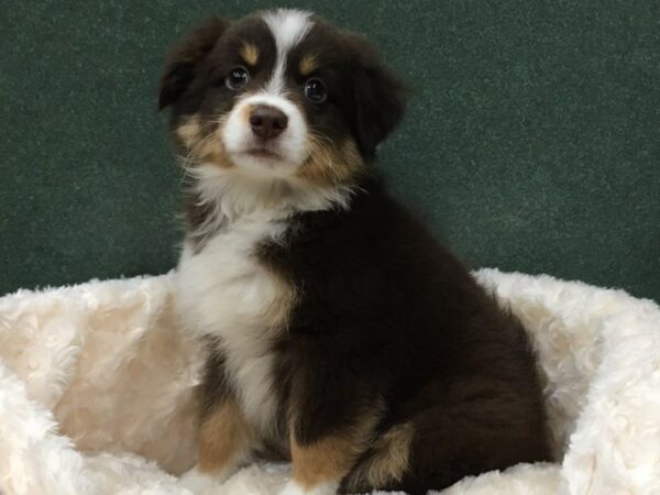 Miniature Australian Shepherd-DOG-Male-Red Tri-8163-Petland San Antonio, TX