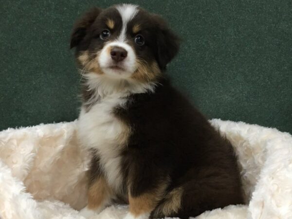 Miniature Australian Shepherd DOG Male Red Tri 8163 Petland San Antonio, TX