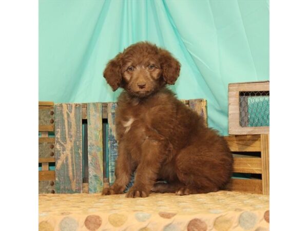 Poodle/Australian Shepherd DOG Female Red Sable 5070 Petland San Antonio, TX