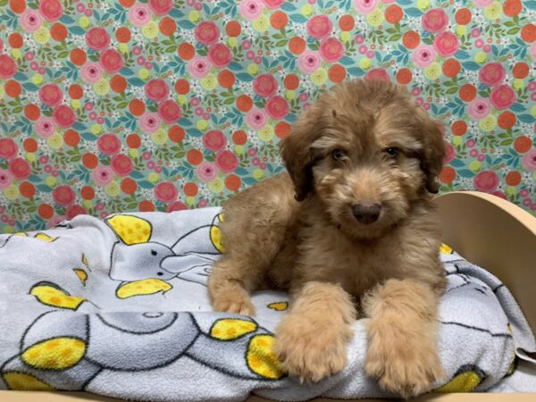 Aussie/Poodle DOG Male rd choc 5046 Petland San Antonio, TX