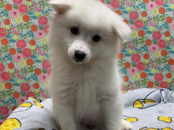 American Eskimo DOG Female wh 5047 Petland San Antonio, TX