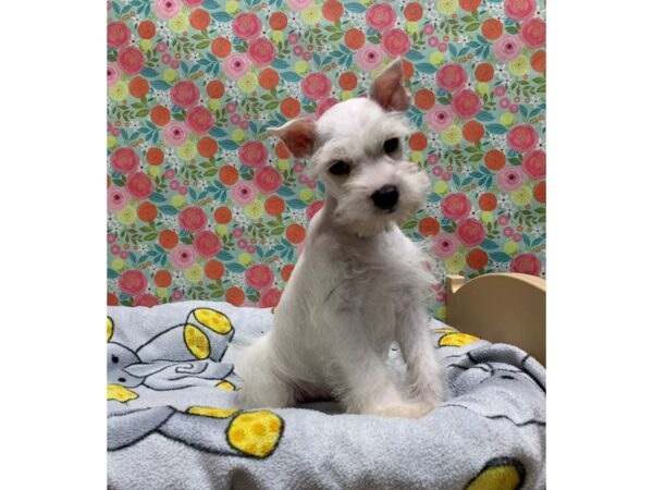 Miniature Schnauzer DOG Male wh 5048 Petland San Antonio, TX