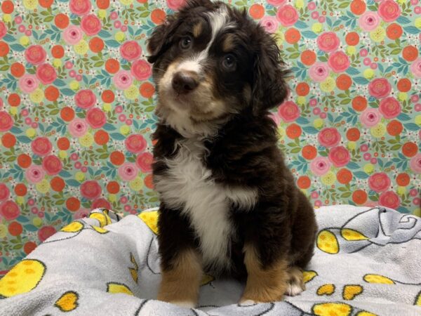 Australian Shepherd-DOG-Male-chlt, wh mkgs tan pts-5049-Petland San Antonio, TX