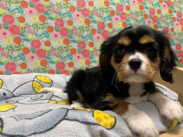 Cavalier King Charles Spaniel DOG Male wh blk & tn 5051 Petland San Antonio, TX