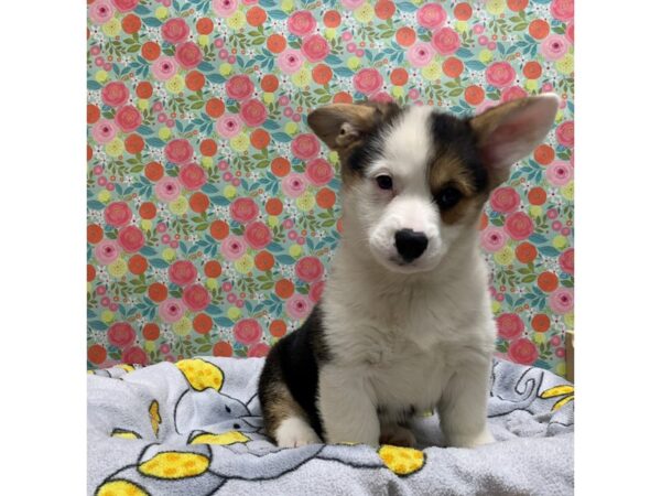 Pembroke Welsh Corgi-DOG-Male-blk & tn, wh mkgs-5052-Petland San Antonio, TX