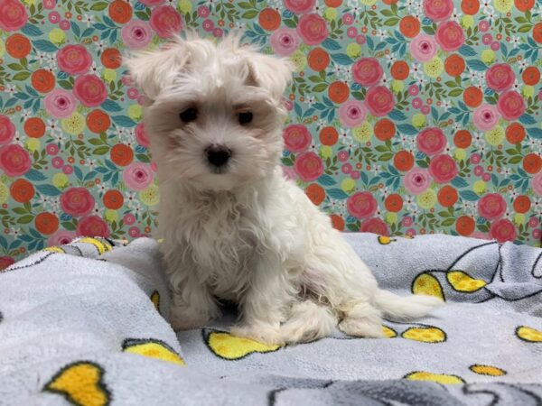 Maltese DOG Male wh 5053 Petland San Antonio, TX