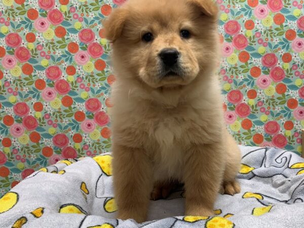 Chow Chow-DOG-Female-cr-5055-Petland San Antonio, TX