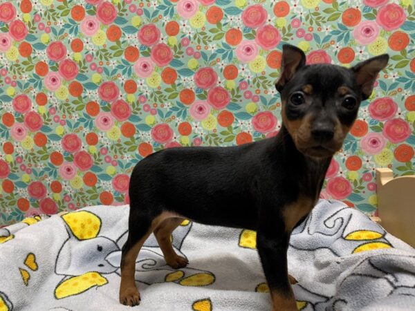 Miniature Pinscher DOG Female blk & tn 5056 Petland San Antonio, TX