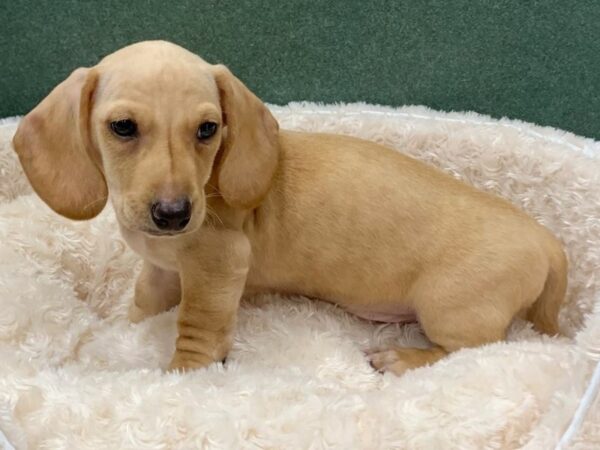 Dachshund DOG Male Cream 8164 Petland San Antonio, TX