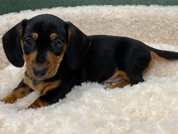 Dachshund DOG Male Black & Tan 8165 Petland San Antonio, TX