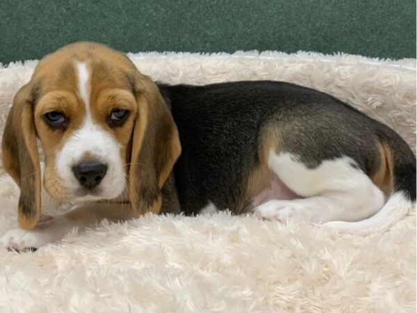 Beagle DOG Male Black White & Tan 8167 Petland San Antonio, TX