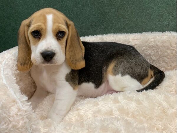 Beagle DOG Male Black White & Tan 8168 Petland San Antonio, TX