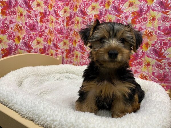 Yorkshire Terrier DOG Male blk & tn 5057 Petland San Antonio, TX