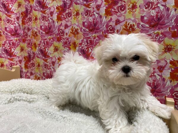 Maltese-DOG-Male-wh, cr mkgs-5058-Petland San Antonio, TX