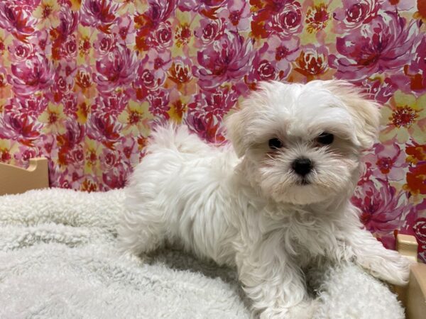 Maltese DOG Male wh, cr mkgs 5058 Petland San Antonio, TX