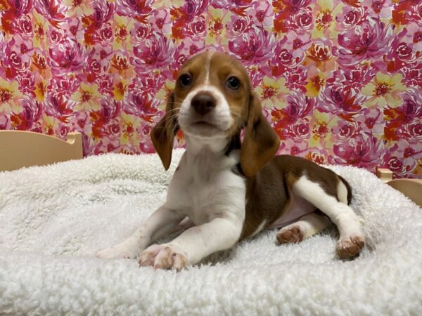 Beagle DOG Female chlt, wh tn 5059 Petland San Antonio, TX