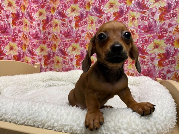 Dachshund DOG Male rd 5060 Petland San Antonio, TX