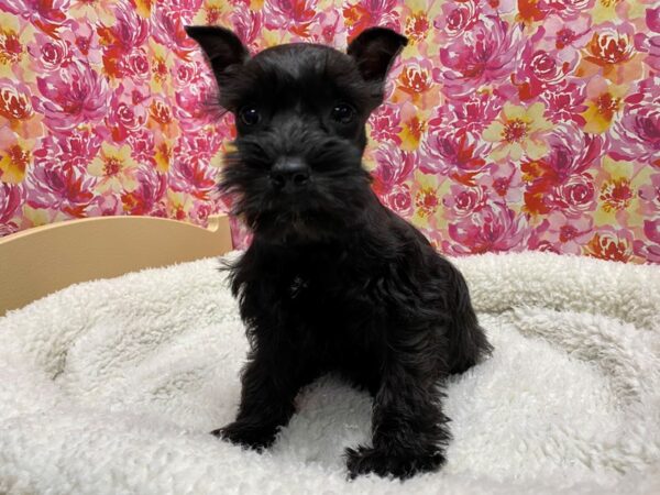 Miniature Schnauzer DOG Female blk 5061 Petland San Antonio, TX