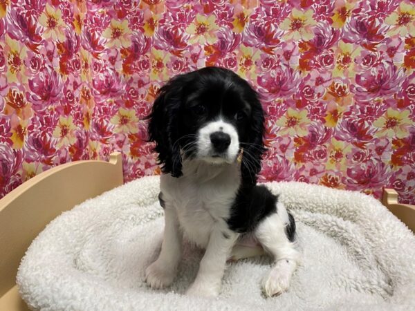 Cockalier-DOG-Female-blk wh & tn-5062-Petland San Antonio, TX