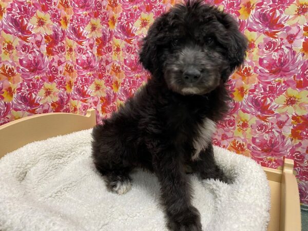 Aussie Poo-DOG-Male-slvr, wh mkgs-5064-Petland San Antonio, TX