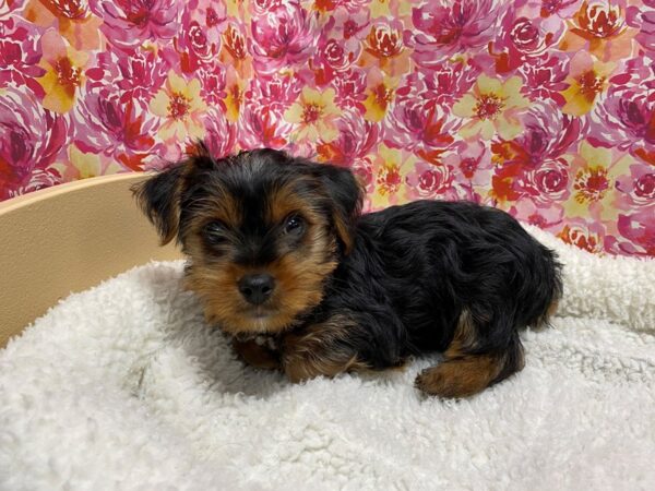 Yorkshire Terrier DOG Male blk & tn 5063 Petland San Antonio, TX