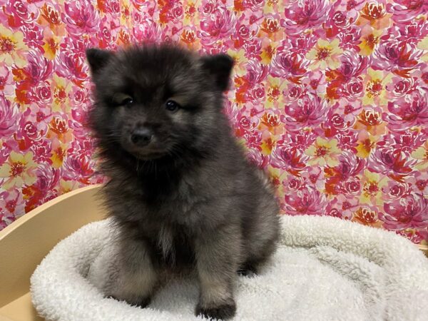 Keeshond DOG Male slvr, blk 5065 Petland San Antonio, TX